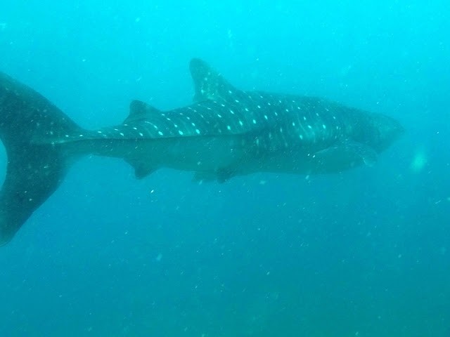 Whale sharks of the Maldives