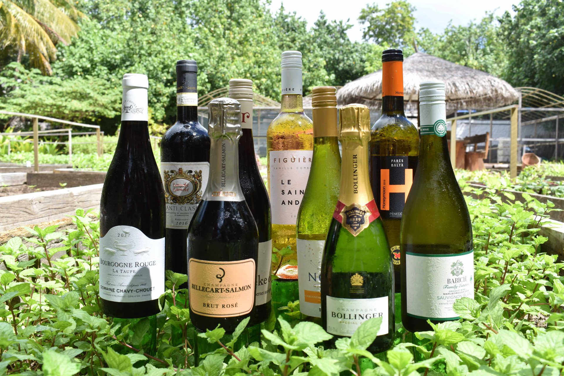 Organic Wines for a Healthier You