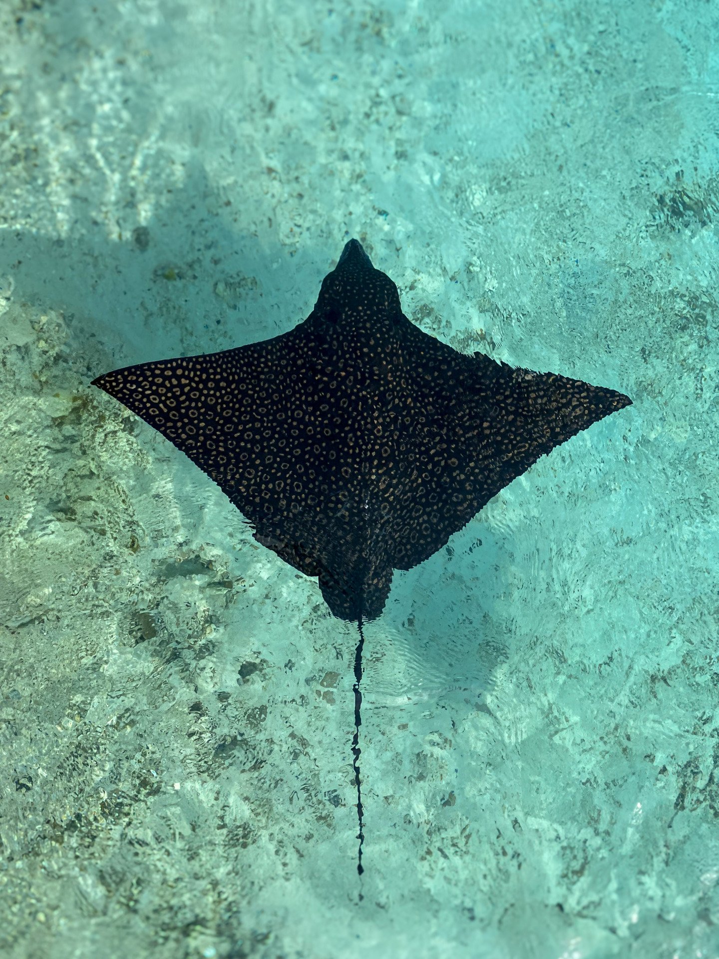 A Dance of Rays: Spotted Eagle Ray Courtship in Our Lagoon