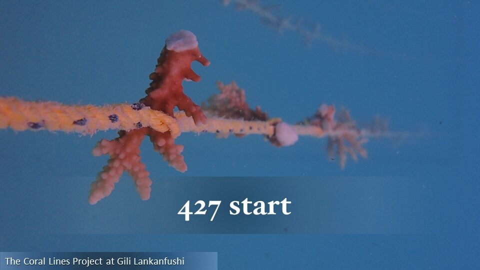 427