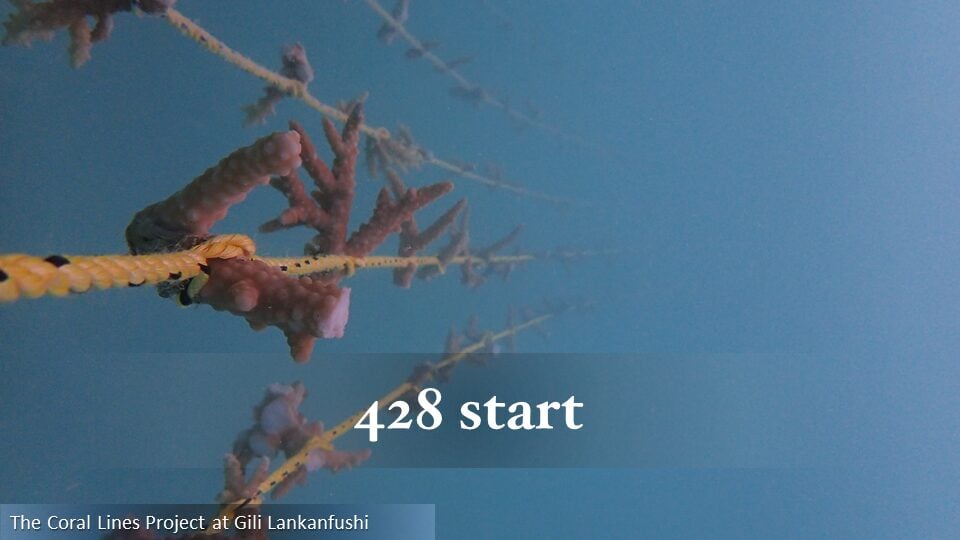 428
