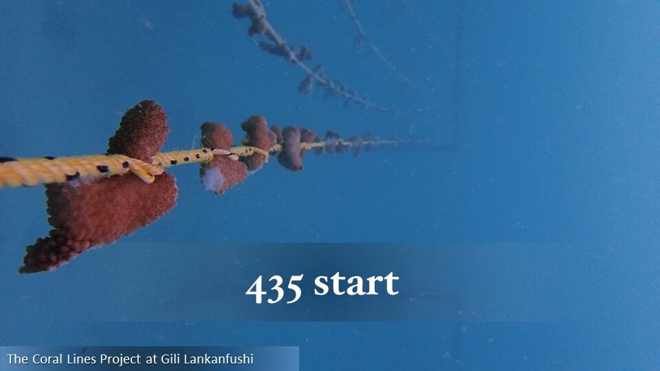 435