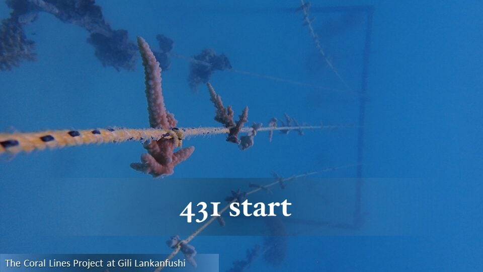 431