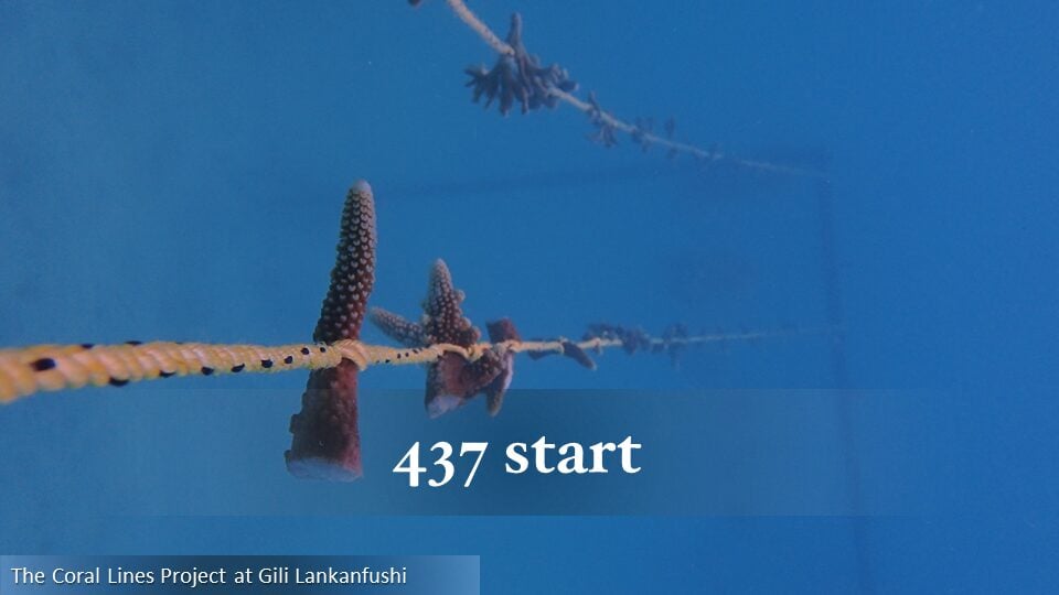 437