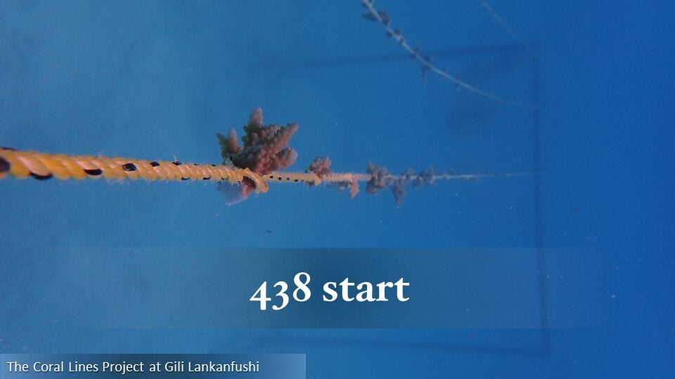 438