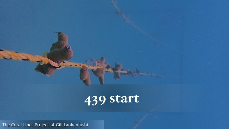 439