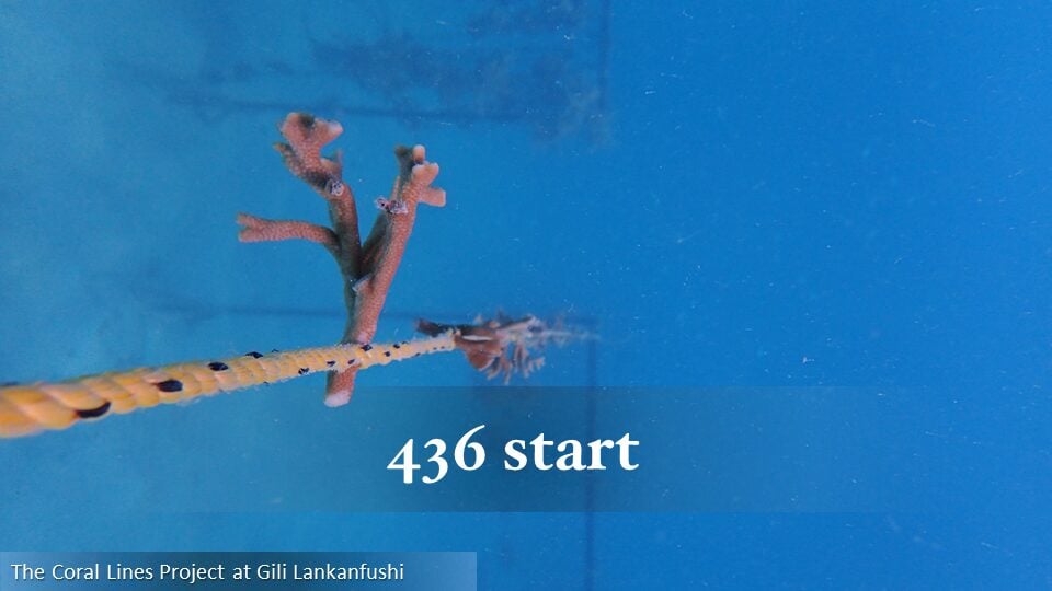 436