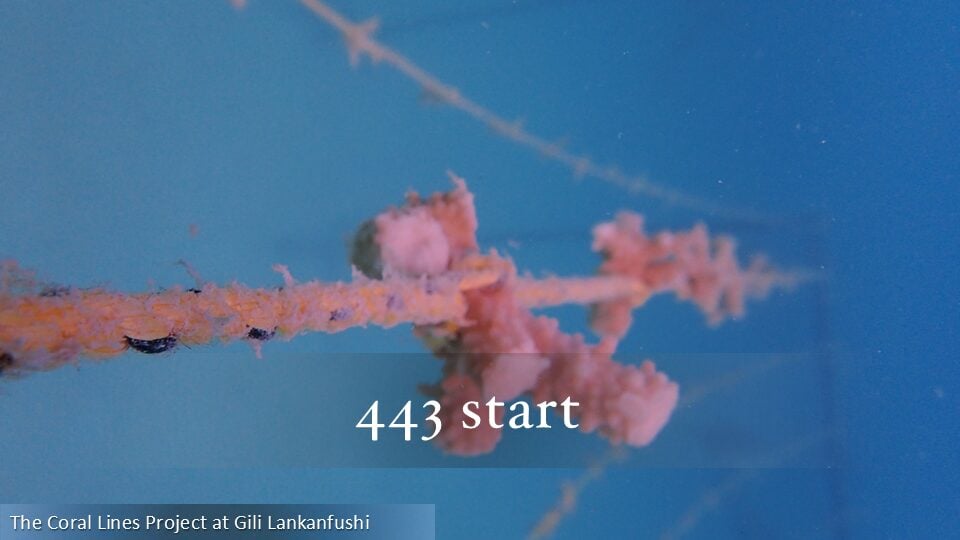 443