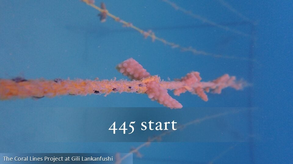445