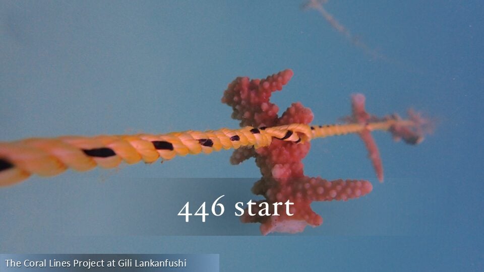 446