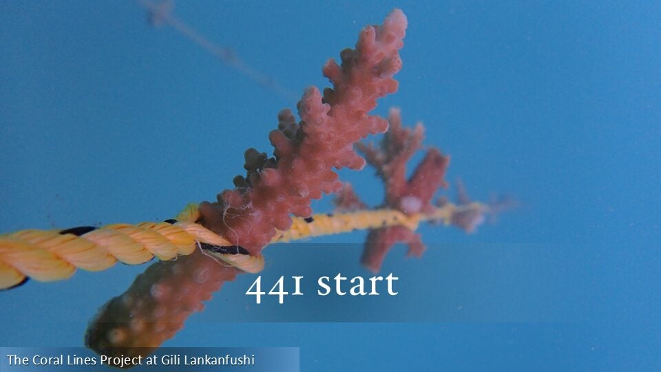 441
