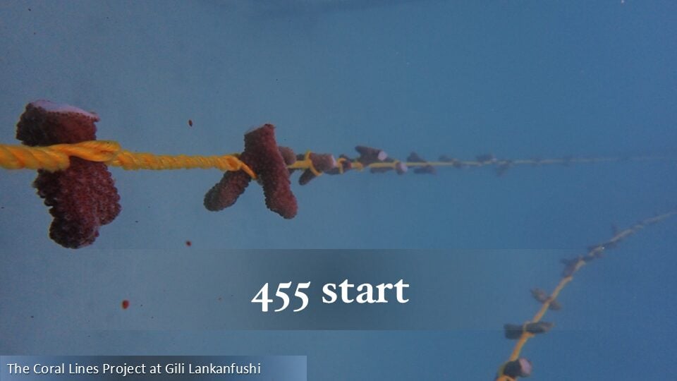455