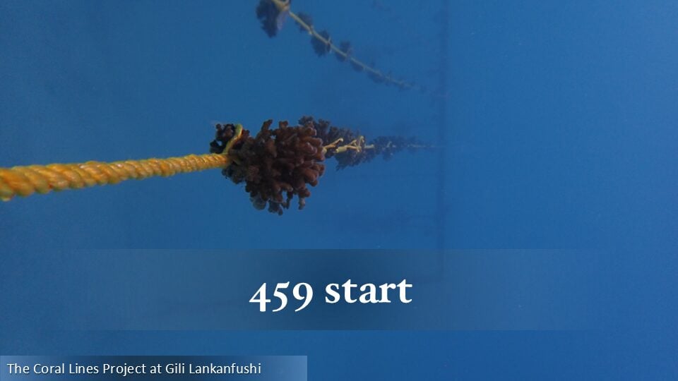 459
