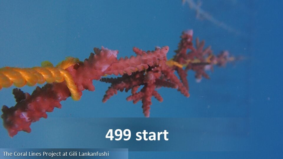 499