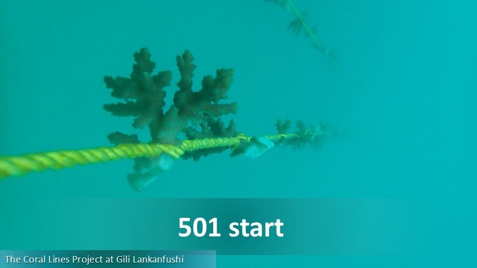 501