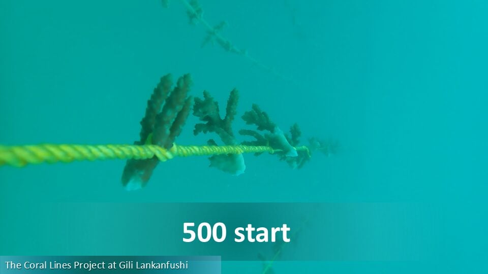 500