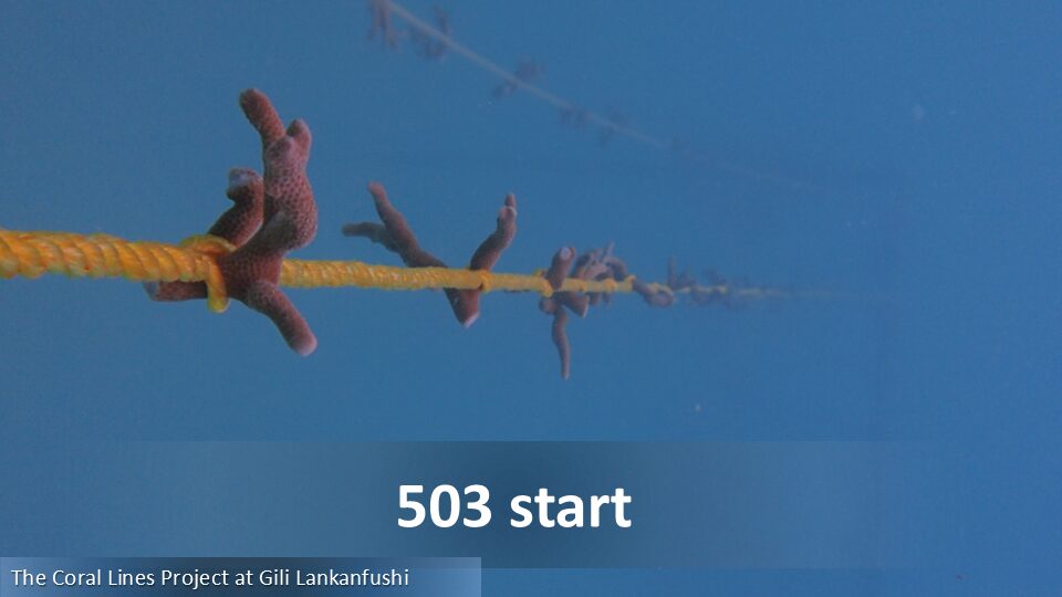 503