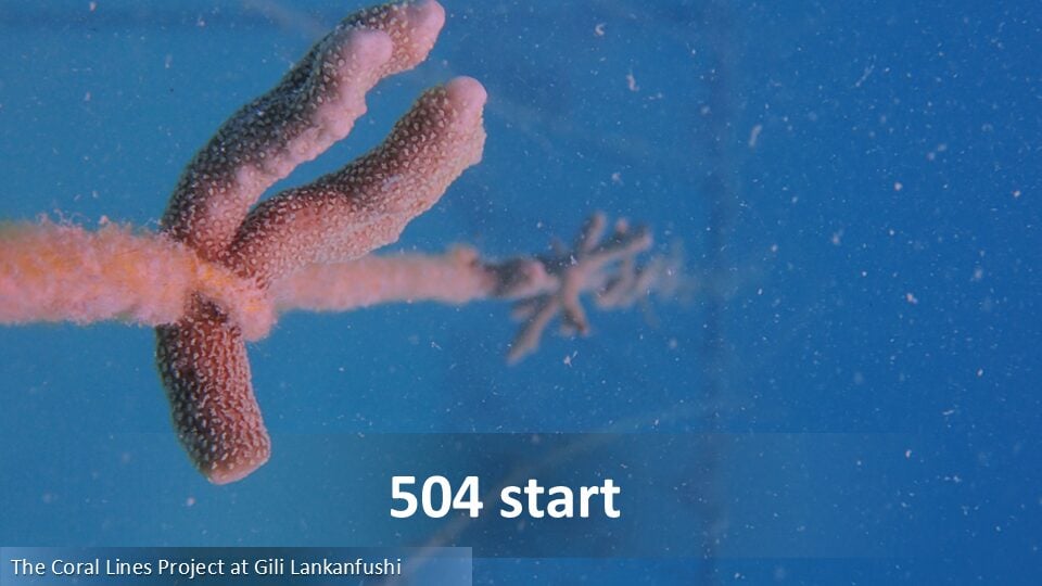 504