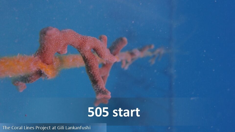 505
