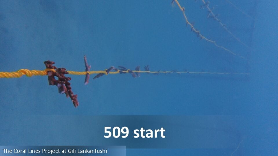 509