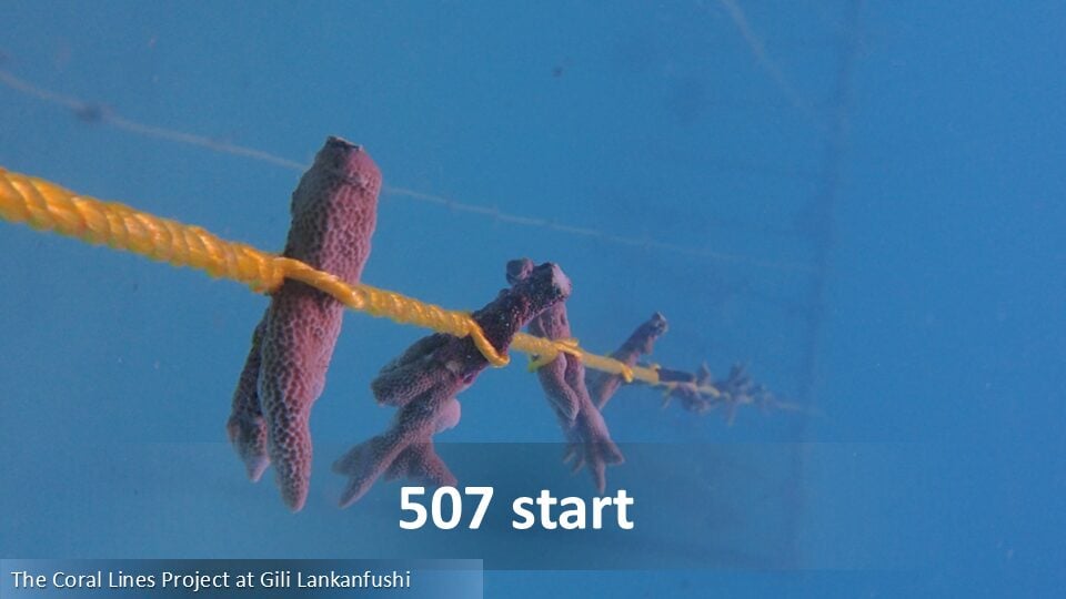 507