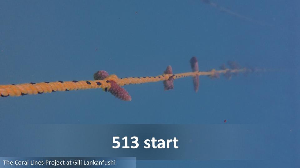 513